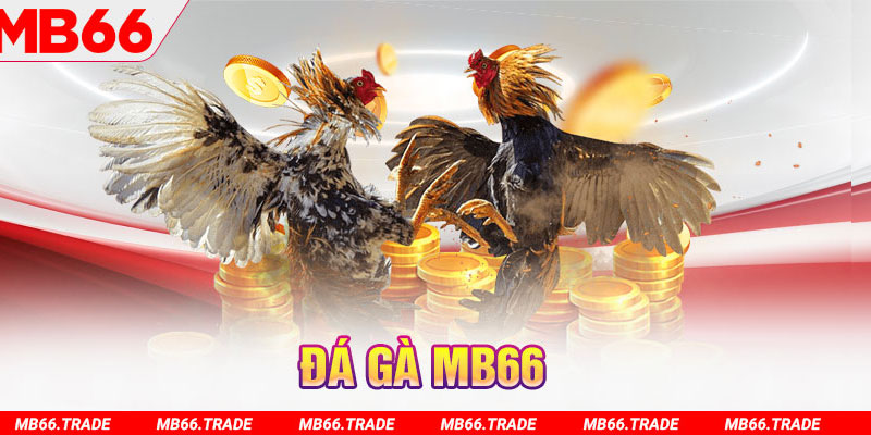 Tìm hiểu về sảnh cá cược đá gà trực tuyến tại MB66